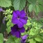 100 PCS Seeds Purple Garden Petunia Perennial Flower