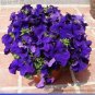 100 PCS Seeds Purple Garden Petunia Perennial Flower
