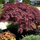 20 PCS Seeds Purple Ghost Japanese Maple Ornamental Tree 20 PCS Seeds Purple Ghost Japanese Maple Ornamental Tree