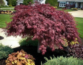 20 PCS Seeds Purple Ghost Japanese Maple Ornamental Tree