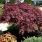 20 PCS Seeds Purple Ghost Japanese Maple Ornamental Tree