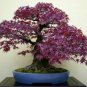 20 PCS Seeds Purple Ghost Japanese Maple Ornamental Tree