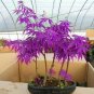 20 PCS Seeds Purple Ghost Japanese Maple Ornamental Tree