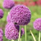 200 PCS Seeds Purple Giant Allium Giganteum, Perennial Flower Bonsai Garden