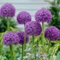 200 PCS Seeds Purple Giant Allium Giganteum, Perennial Flower Bonsai Garden