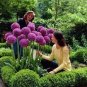 200 PCS Seeds Purple Giant Allium Giganteum, Perennial Flower Bonsai Garden