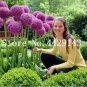 200 PCS Seeds Purple Giant Allium Giganteum, Perennial Flower Bonsai Garden