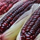 100 PCS Seeds Purple Glutinous Maize Corn