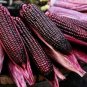 100 PCS Seeds Purple Glutinous Maize Corn
