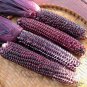 100 PCS Seeds Purple Glutinous Maize Corn