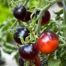 20 PCS Seeds Purple Golden Cherry Tomato Organic
