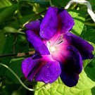 50 PCS Seeds Purple Hige & Solid Morning Glory