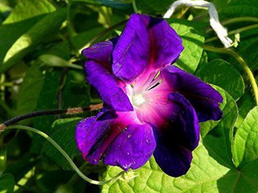 50 PCS Seeds Purple Hige & Solid Morning Glory