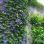 50 PCS Seeds Purple Hige & Solid Morning Glory