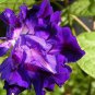 50 PCS Seeds Purple Hige & Solid Morning Glory