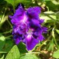 50 PCS Seeds Purple Hige & Solid Morning Glory