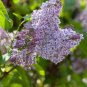 100 PCS Seeds Purple Japanese Lilac