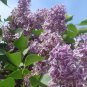 100 PCS Seeds Purple Japanese Lilac