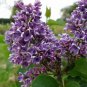 100 PCS Seeds Purple Japanese Lilac