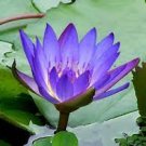 5 PCS Seeds Purple Lotus 5 PCS Seeds Purple Lotus
