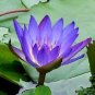 5 PCS Seeds Purple Lotus