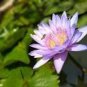5 PCS Seeds Purple Lotus