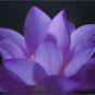 5 PCS Seeds Purple Lotus