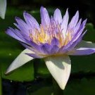 1 PCS Seeds Purple Lotus Flowers Purple Water Lily Nymphaea Caerulea 1 PCS Seeds Purple Lotus Flowers Purple Water Lily Nymphaea Caerulea
