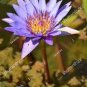 1 PCS Seeds Purple Lotus Flowers Purple Water Lily Nymphaea Caerulea