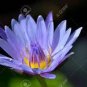 1 PCS Seeds Purple Lotus Flowers Purple Water Lily Nymphaea Caerulea