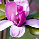 10 PCS Seeds Purple Magnolia liliiflora 10 PCS Seeds Purple Magnolia liliiflora