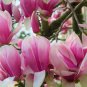 10 PCS Seeds Purple Magnolia liliiflora
