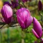10 PCS Seeds Purple Magnolia liliiflora