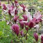 10 PCS Seeds Purple Magnolia liliiflora