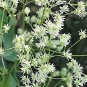 50 PCS Seeds Purple Meadow Rue