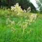50 PCS Seeds Purple Meadow Rue