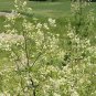 50 PCS Seeds Purple Meadow Rue