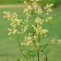 50 PCS Seeds Purple Meadow Rue