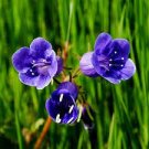 50 PCS Seeds Purple Mini Belflowelr
