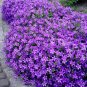 50 PCS Seeds Purple Mini Belflowelr