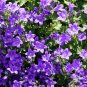 50 PCS Seeds Purple Mini Belflowelr