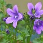 50 PCS Seeds Purple Mini Belflowelr