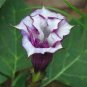 20 PCS Seeds Purple Moon Angel Trumpet Datura Yellow Datura Metel Flowers