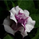 20 PCS Seeds Purple Moonflower Gorgeous Night Blooming Beautiful Garden Flower Home decoration 20 PCS Seeds Purple Moonflower Gorgeous Night Blooming Beautiful Garden Flower Home decoration