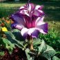 20 PCS Seeds Purple Moonflower Gorgeous Night Blooming Beautiful Garden Flower Home decoration