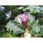 20 PCS Seeds Purple Moonflower Gorgeous Night Blooming Beautiful Garden Flower Home decoration
