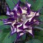 20 PCS Seeds Purple Moonflower Gorgeous Night Blooming Beautiful Garden Flower Home decoration
