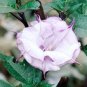 20 PCS Seeds Purple Moonflower Gorgeous Night Blooming Beautiful Garden Flower Home decoration