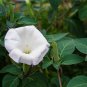 20 PCS Seeds Purple Moonflower Gorgeous Night Blooming Beautiful Garden Flower Home decoration