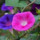 50 PCS Seeds Purple Morning Glory 50 PCS Seeds Purple Morning Glory